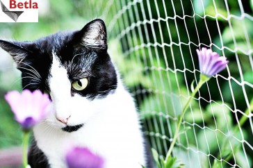 Siatki Trzebinia - Siatka dla kotów dla terenów Trzebini